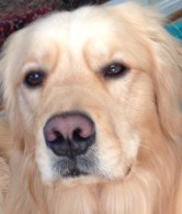 Brodie the Golden Retriever