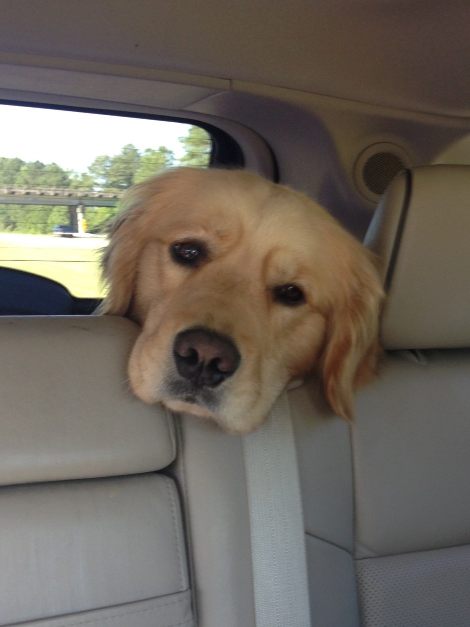 Brodie waits in the car...stuck in traffic