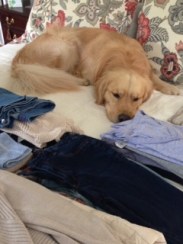 Golden Brodie on the bed