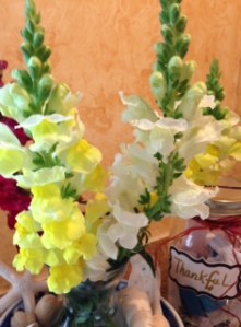 Thankful Snapdragons
