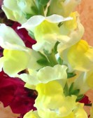Intimate Yellow Snapdragon