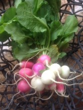 Fresh Farmer's Market Radishes