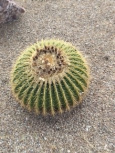 Barrel at the foot of Mt. Lemmon, AZ