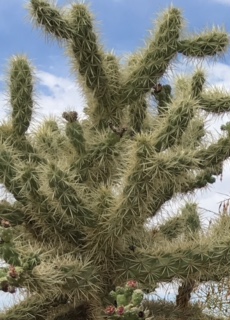 Jumper near the path