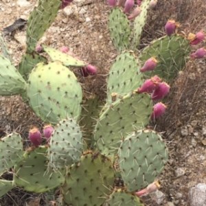 Prickly Pear in Tucson, AZ