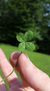 A Four-Leaf clover in hand
