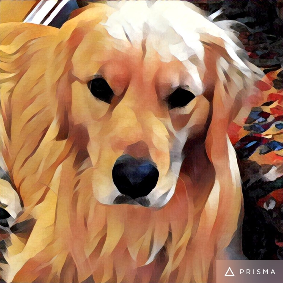 Stylized photo of Brodie the Golden Retriever