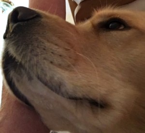 Brodie never misses an opportunity to share his polite and political observations.