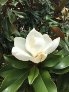 Southern Magnolia Blossom