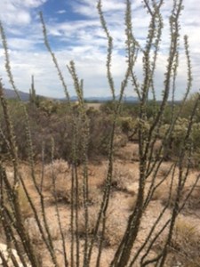 Ocotillo cactus, Tuscon, AZ