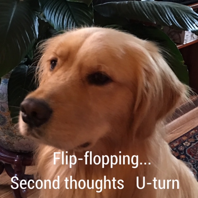 Golden retriever in lavish surroundings