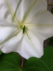 In evening light a tiny green cricket enjoys the opening moonvine