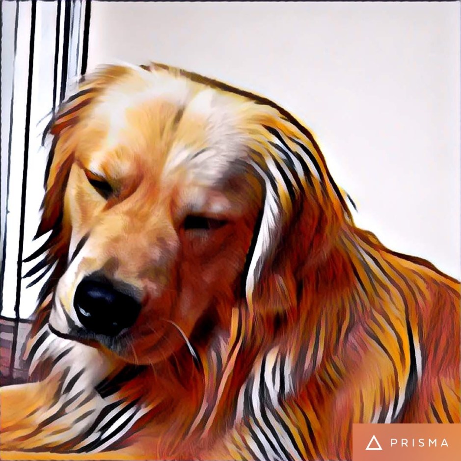 Golden retriever stylized photo