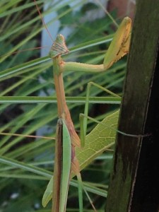 Adult Praying Mantis preying and eating