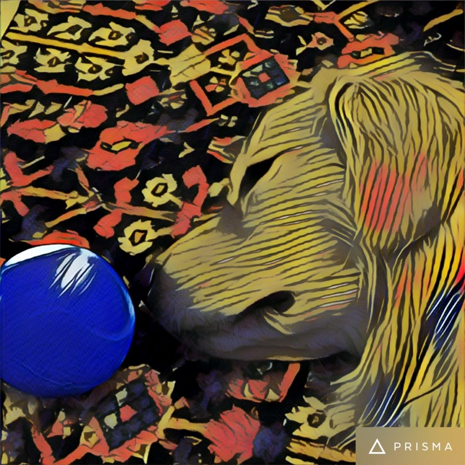 Golden Brodie yips political satire at 3rd party candidate for president 2016