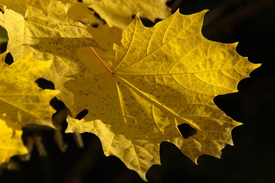 Golden leaf showing a hole set in a black background