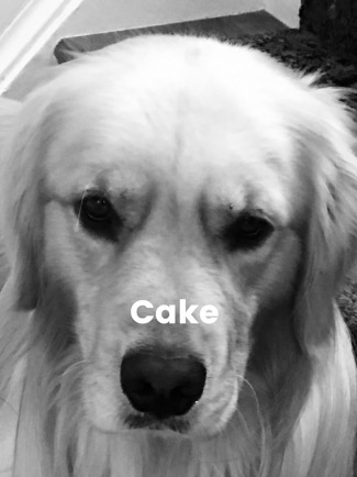 Golden Brodie yaps about politics being "baked into the cake"