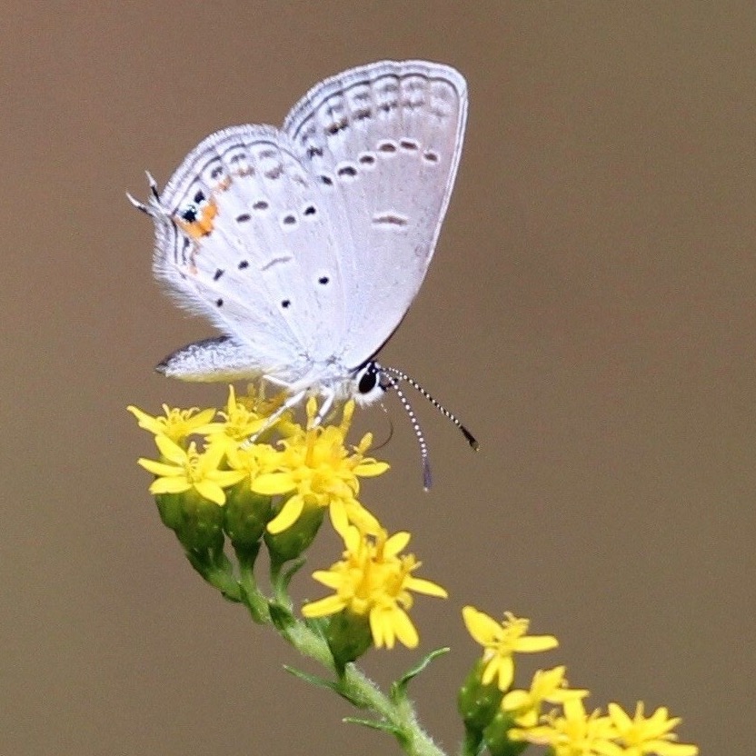 Eastern Tailed Blue Butterfly nectarine on Fireworks/Golden Rod