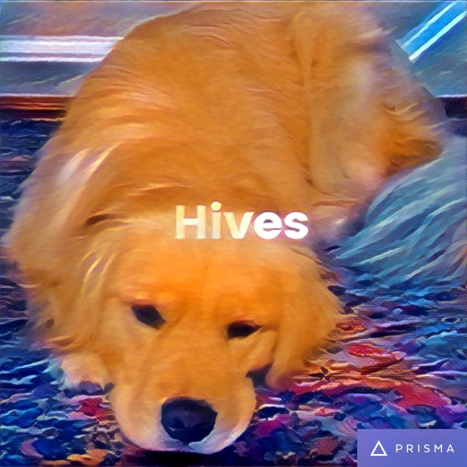 Golden Retriever Brodie breaks out into political satire hives