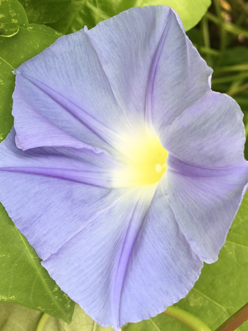 Blue Morning Glory in the early sun