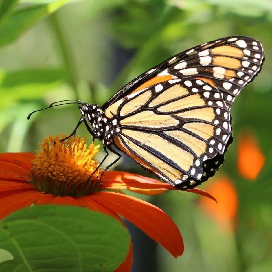 Monarch Butterfly depositing 100 eggs