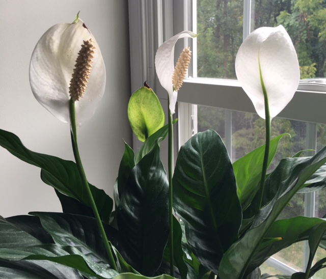 Peace Lily in the Window catching the light