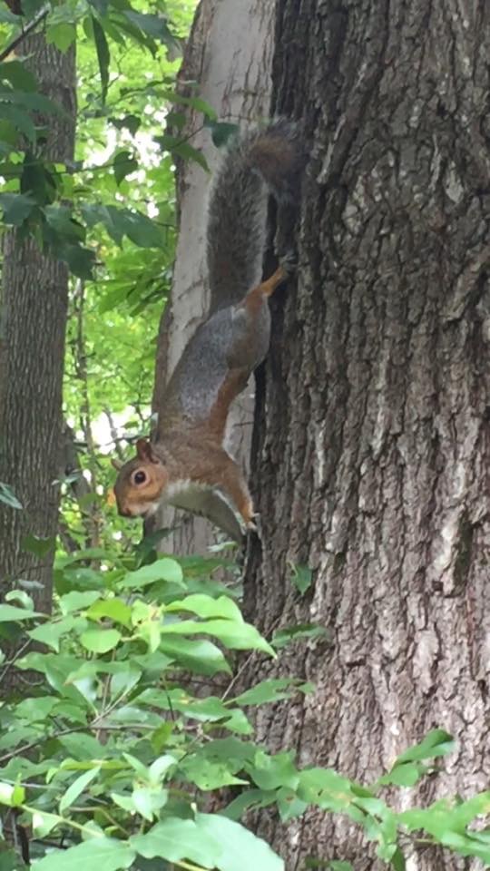 Gray squirrel on the side of a tree ready to leap.