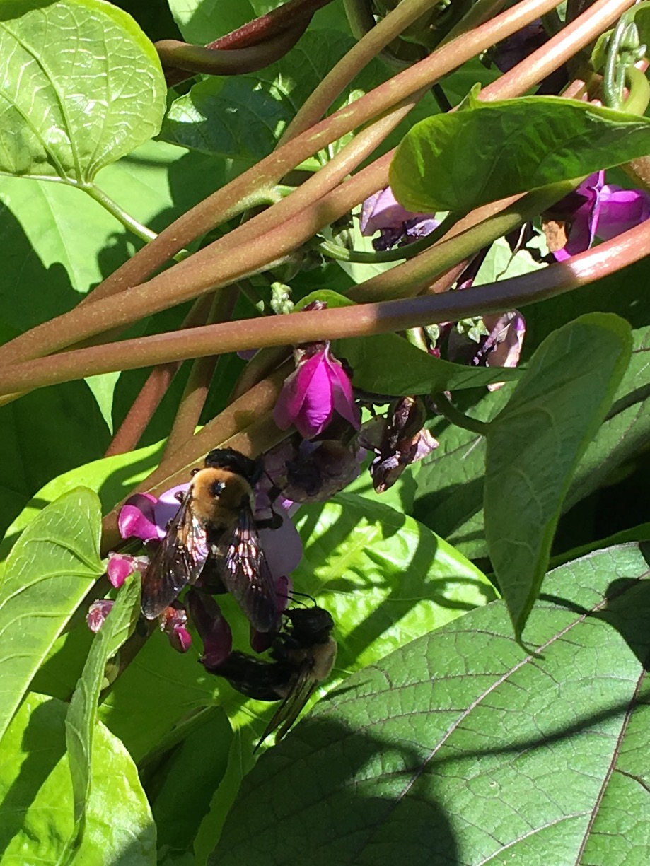 Bumble bees nectaring on Scarlet Runner Beans