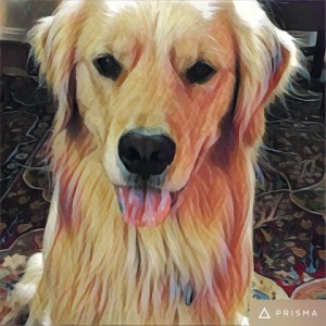 Golden Retriever Brodie shares an illuminating story about loyalty to The White House.