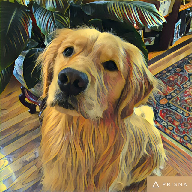 Brodie, the politically motivated golden retriever prepares for election 2016