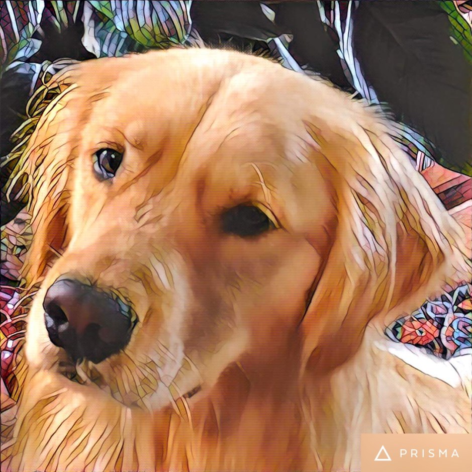 Golden Brodie gives a Presidential Polls 101 for 2016