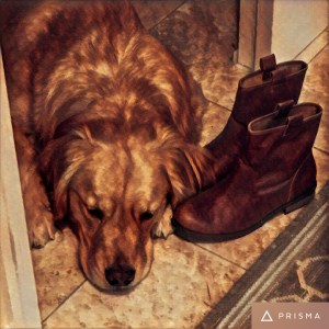 Golden Brodie rests after digging in the dirt.