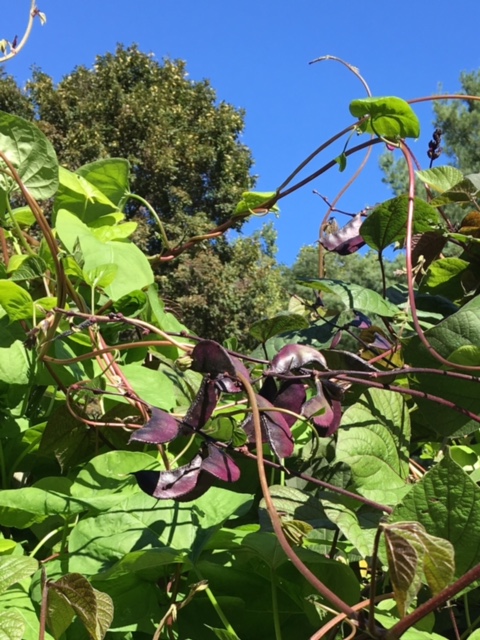 Scarlet Runner Beans reaching up to the blue sky.