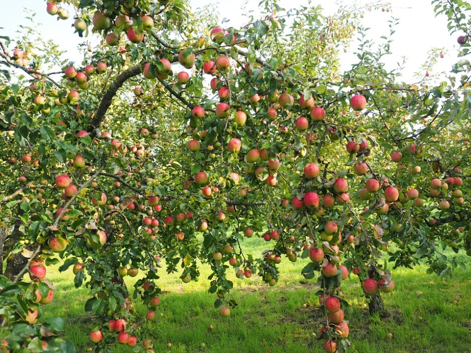 Apple tree heavy with ripe fruit