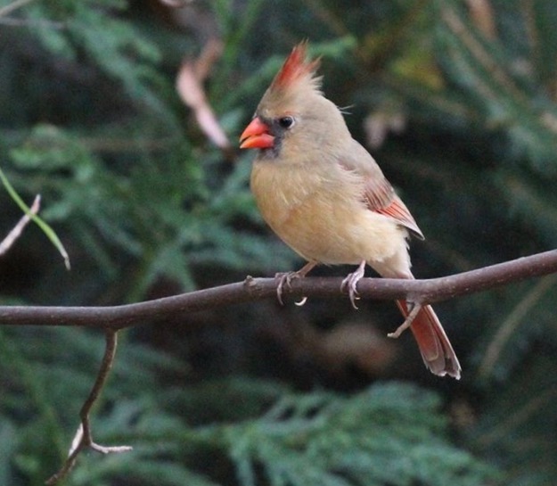 Female cardinal perched on a branch.