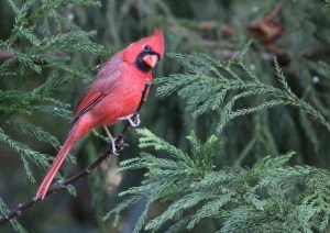 Brillant red male cardinal perched on an evergreen