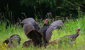 Flock of North American Wild Turkeys in an open field