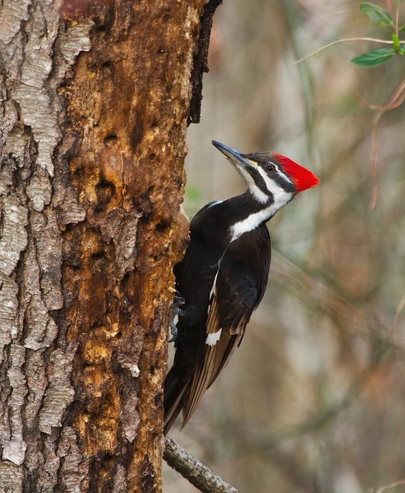Woodpecker drilling for insects on a tree trunk