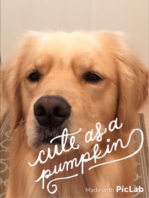 Brodie is cute as a pumpkin and talks about how dogs benefit from eating pumpkin