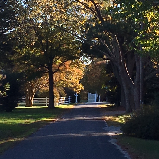 Looking down the lane in the early morning sunlight