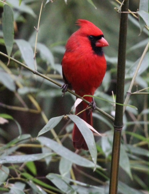 male cardinal perched on Nandina bush