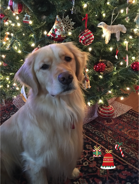 Brodie the Golden retriever with his Christmas Tree