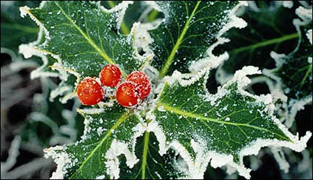Variegated Holly with Berries bearing snow