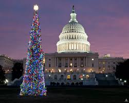 US Capitol Tree glowing brightly in the night 2016