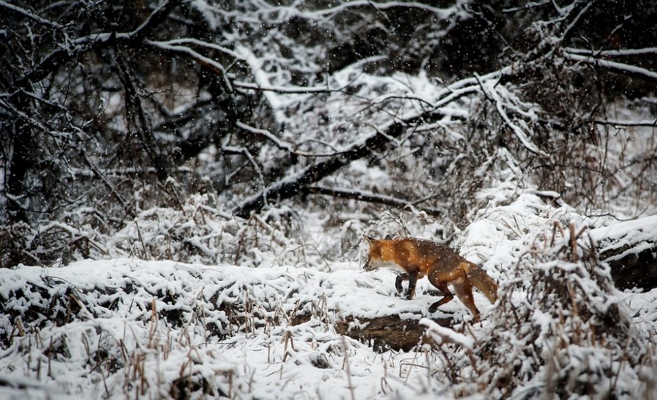 Red fox moving through the snow