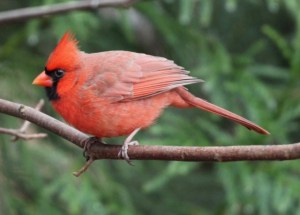 Brilliantly red male cardinal