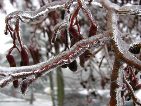 Branches coated with ice