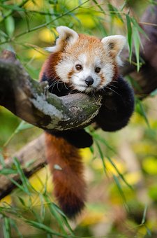 Adorable Red Panda in a tree