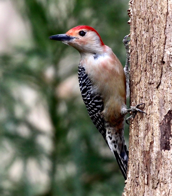 Red Bellied Woodpecker seemingly posing for the camera in Charlottesville, VA