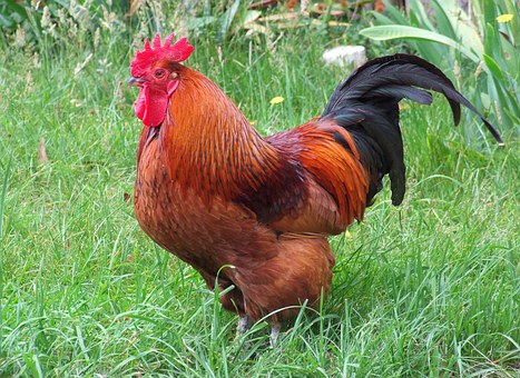 A Rhode-Island Red Rooster